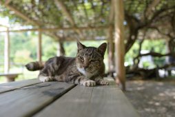 �ɶ���Ӱ���⣺���ʱ������� ����35mm F1.8 VC��Ƭ����